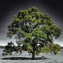 Logo of SUTTER BUTTES REGIONAL LAND TRUST