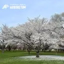 Logo de YAKIMA AREA ARBORETUM A NONPROFIT CORPORATION
