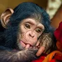 Logo of Lwiro Primate Fund, Inc.
