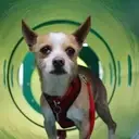 Logo of Animal House Rescue Inc