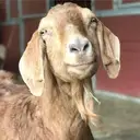 Logo of GENTLE BARN FOUNDATION