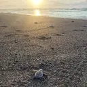 Logo of Sea Turtle & Choco