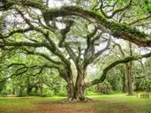 Logo of Dade Battlefield Historic State Park