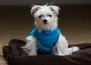 Logo of Healthcare for Homeless Animals formerly Malibu Pet Companions