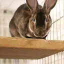 Logo of Rocky Mountain House Rabbit Rescue