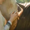 Logo of Tempus Renatus School of Classical Horsemanship