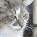 Logo of MEOW LOUNGE-