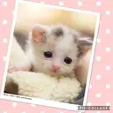 Logo of FURREVER CAT AND KITTEN RESCUE