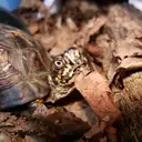 Logo of NASHVILLE WILDLIFE CONSERVATION CENTER