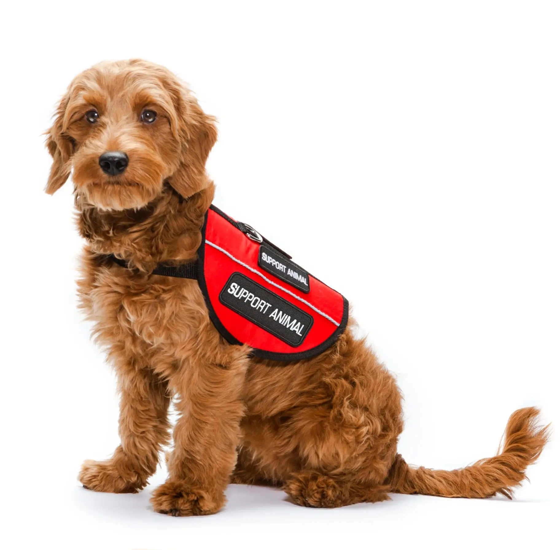 Pet Therapy with Hospice