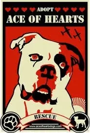 Volunteer for Ace of Hearts Dog Rescue