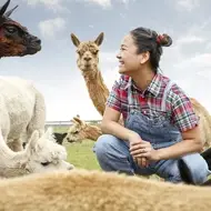 woman laughs with alpacas