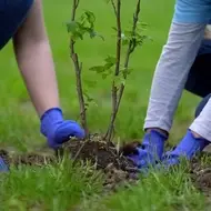 Two employees volunteering their time to plant trees.