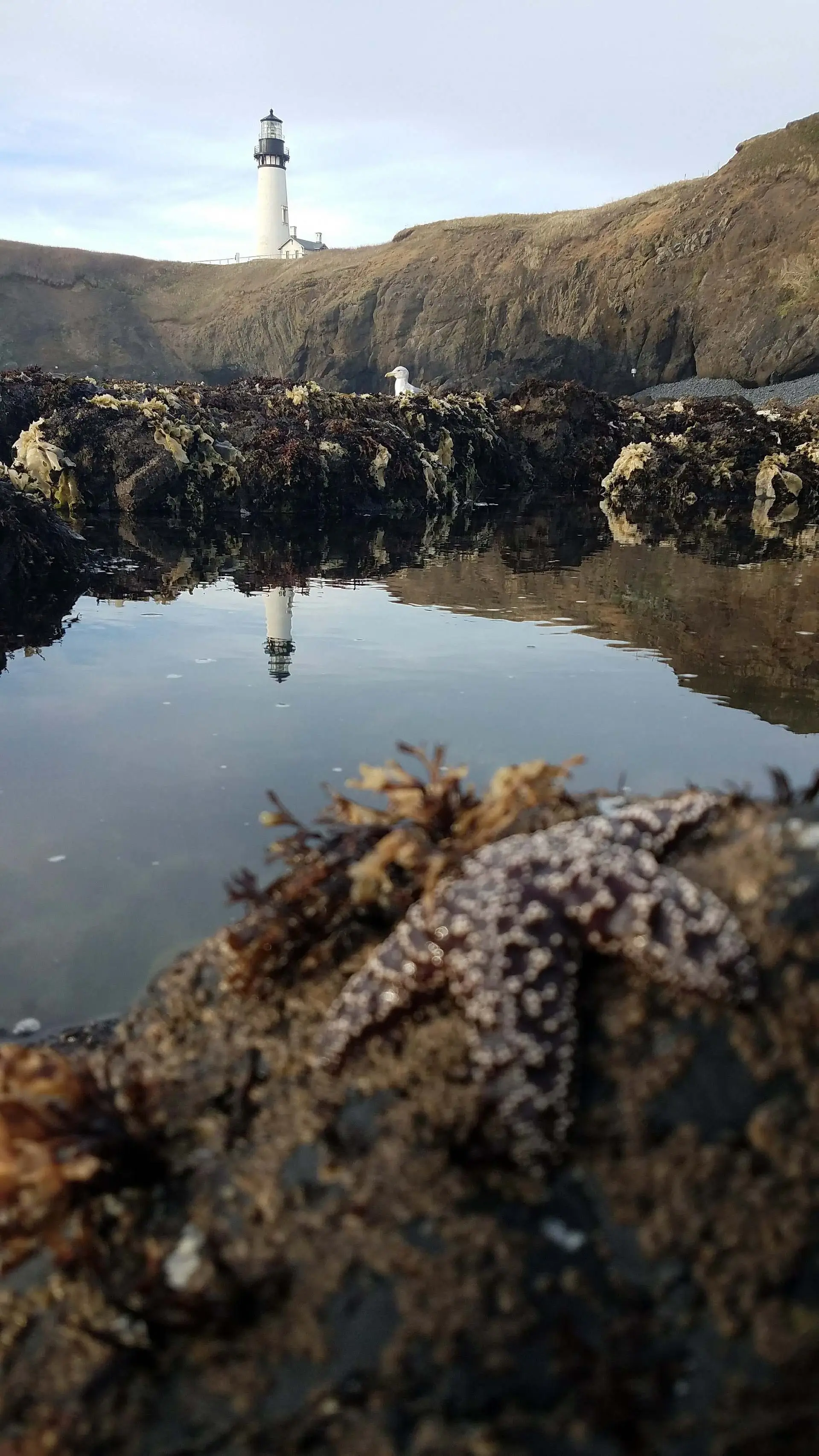 Scenic Coastal Oregon in the Summer! Newport, OR