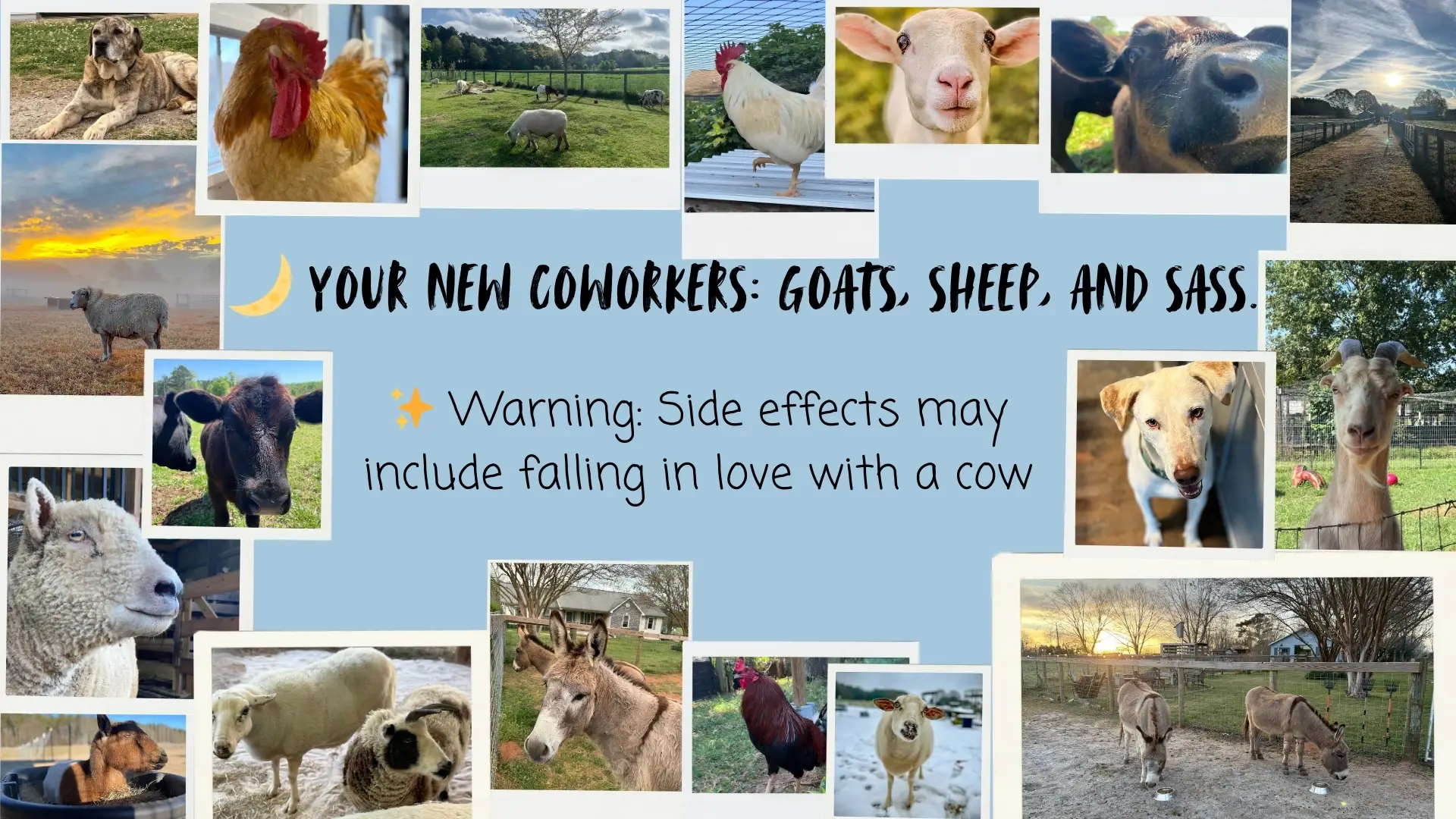 Weekly Volunteer Animal Caregiver