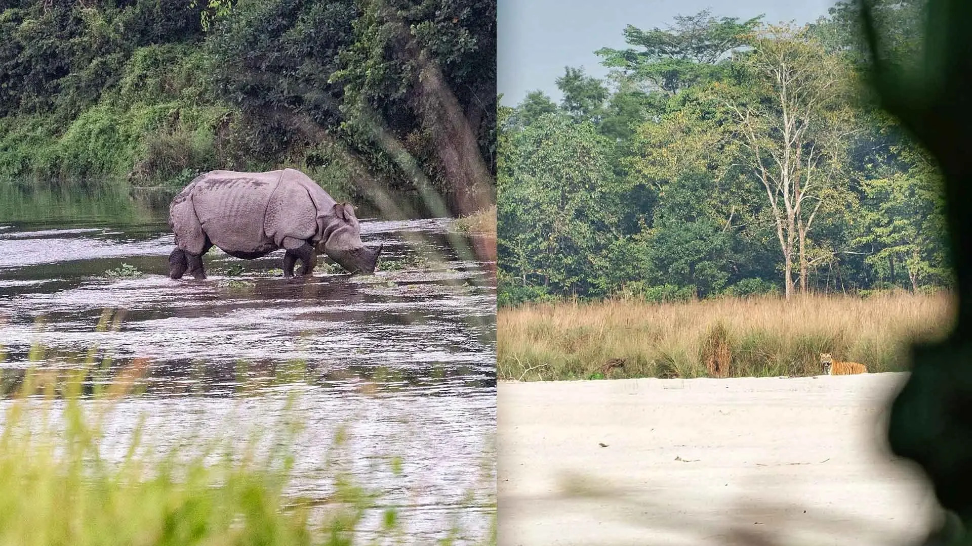 Combine Chitwan Jungle Safari Tour and Volunteering Program in Nepal
