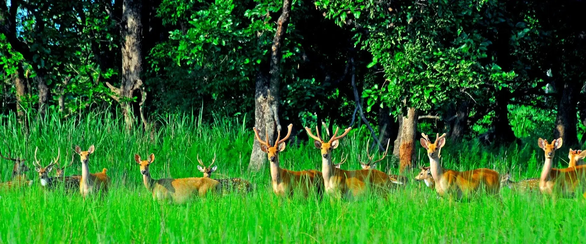 2 weeks: Volunteer & Jungle Safari