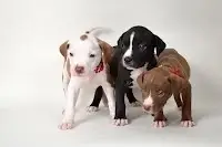 SHIFT LEAD - DOGS