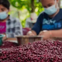 Farmers processing beans