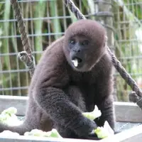 Woolly monkey baby Carlitos