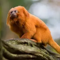 Golden Lion Tamarin