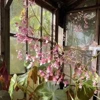 pink begonia in glass house