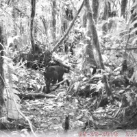 Monitoring of wildlife movement within our reserve with trap cameras.