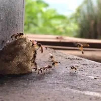 Fauna: Stinglessbee (Tetragonisca, Melipona)