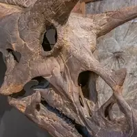 Triceratops skull on display at Morrison Museum.