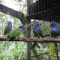 One of the bird species  we release regularly.