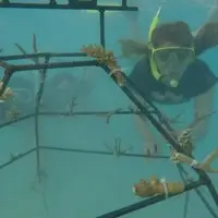 Community based coral conservation and management project is going on with support from Plan My Gap Year