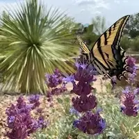 Learn To Garden at the Santa Fe Botanical Garden