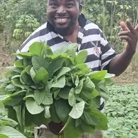 Harvesting vegetables is among a common farm activities