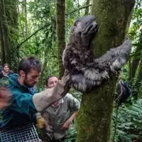 Sloth release