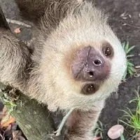 THE BABY SLOTH