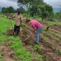Weeding using local hand hoe is an activity interesting most volunteers to learn and experience