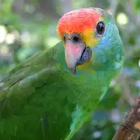 Red Browed Amazon Parrot