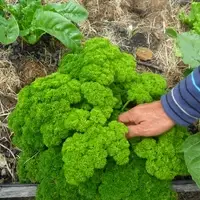 AGRICULTURA URBANA: Alimento barato, limpio y autoproducido