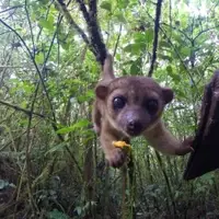 Released kinkajou Leta