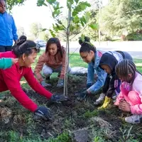 tree planting