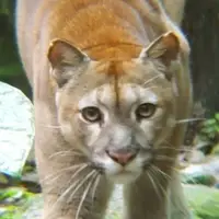 Puma Pangui