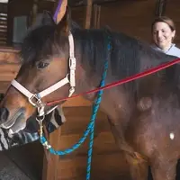 Volunteers get a horse ready for a session.
