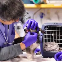 hospital staff examine dog's teeth
