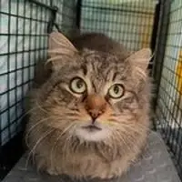 Community Cat that will be spayed and vaccinated before returning to her outdoor home.