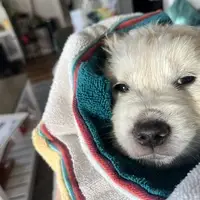 Small puppy wrapped in multicolored blanket