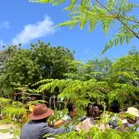 Moringa Oleifera farm