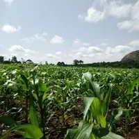 We own and work a six acre farm in Mbale, Uganda.
