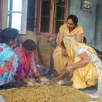 Four women crouch over a heap of straw, mixing in mushroom spawn.