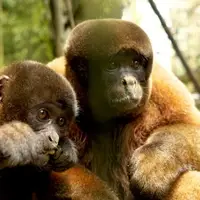 Woolly monkeys