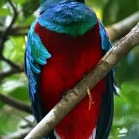 Questzal in Monteverde